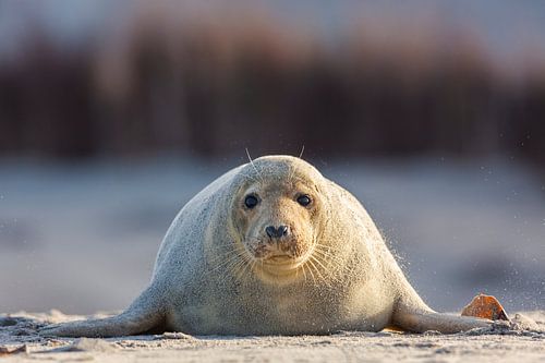Eye contact with grey seal