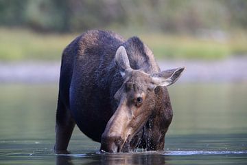 Elchkuh beim fressen von Wasserplanzen  im See  Glacier National Park in Montana, USA von Frank Fichtmüller