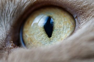Gros plan Macro œil de chat
