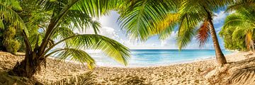 Plage de palmiers sur l'île de la Barbade, dans les Caraïbes.