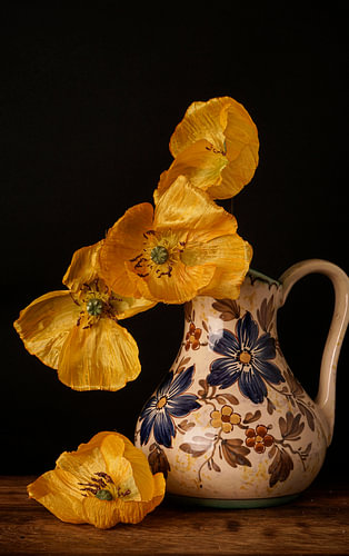 Yellow poppy
