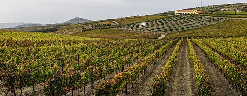 Quinta dans le Douro