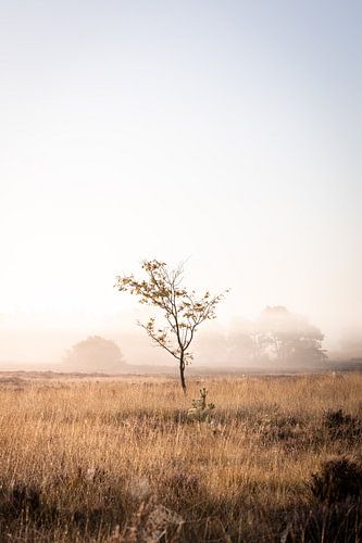 In een open veld