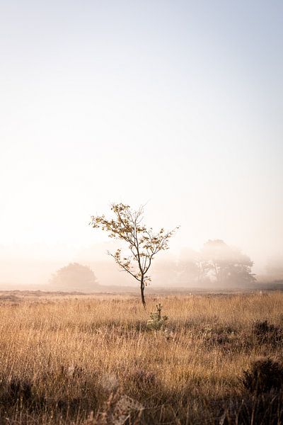 In an open field by Thijs Pausma