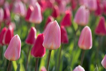 Closeup pink and purple tulips by Egon Zitter