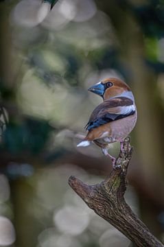 Hawfinch at its finest by Gonnie van de Schans