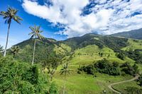 Cocora Valley