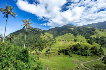 Vallée de Cocora