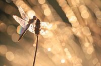 Libelle Happiness ?