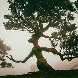Ent'er the magic forest II | Fanal | Madeira | Landschap van Daan Duvillier | Dsquared Photography