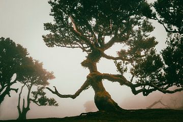 Ent'er the magic forest II | Fanal | Madeira | Landscape by Daan Duvillier | Dsquared Photography