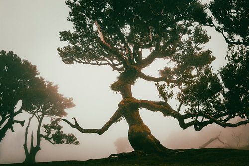 Ent'er la forêt magique II | Fanal | Madère | Paysage