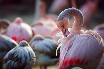 Flamant rose sur Rob Boon