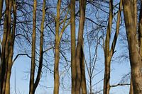 lumière sur les arbres