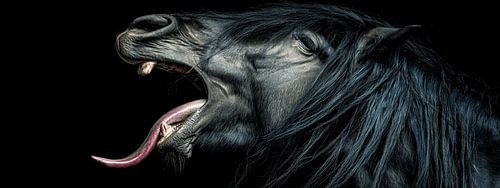 Friese Grijns | Humoristisch Paardenportret met Speelse Tong