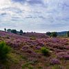 Posbank | Zandpad door de Paarse Heideheuvels van Ricardo Bouman