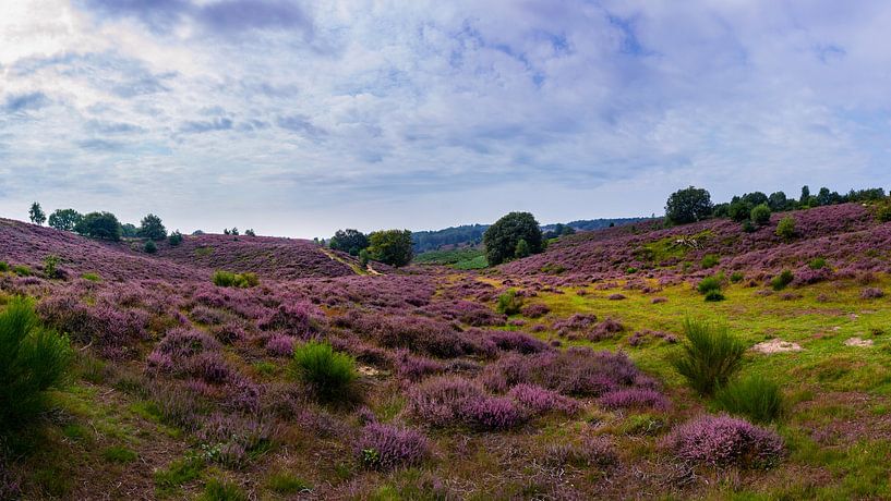 Posbank | Sand path through the Purple Hills by RB-Photography