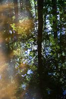 Groene bladeren en reflectie in kalm water