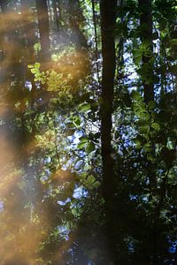 Grüne Blätter und Reflexion im ruhigen Wasser