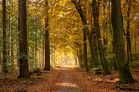 Kleurrijk bospad in de herfst
