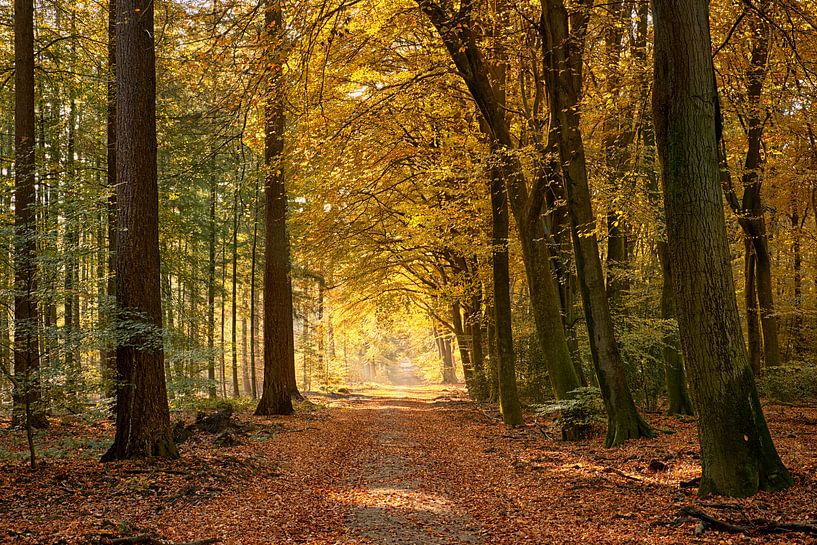 Kleurrijk bospad in de herfst van Cor de Hamer