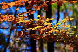 Buche von Thomas Jäger