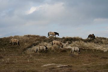  Het hengstepad.