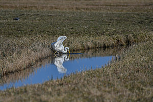 Grote zilverreiger