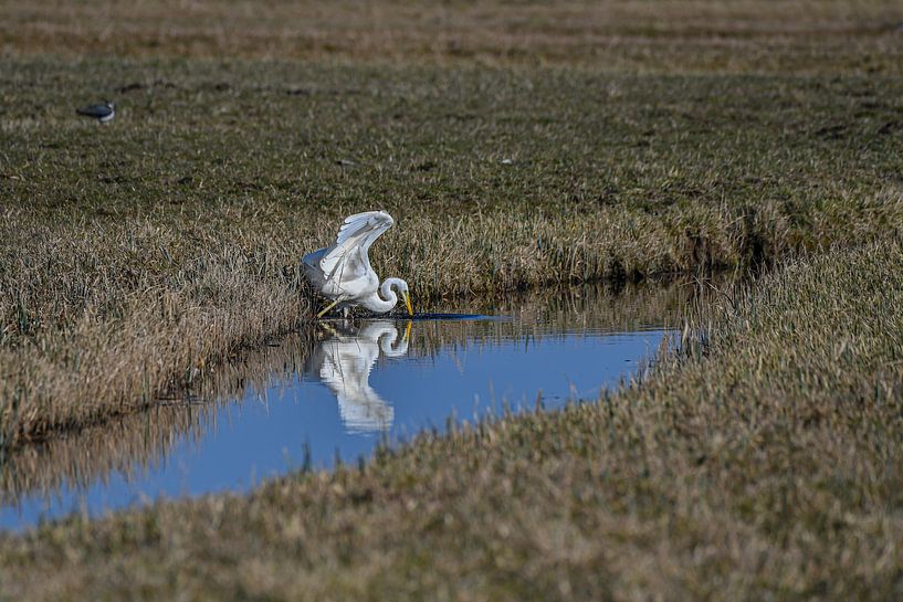 Grote zilverreiger van Shirley Douwstra