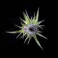 Blühendes aus der Natur