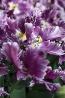 Extravagant tulip