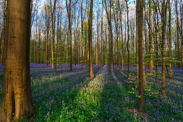 Fresh green and purple in the Haller forest
