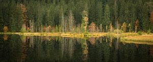 Herfst reflecties van Peter Proksch