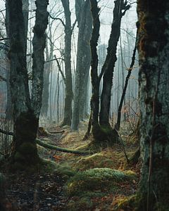 Spaziergang im Wald