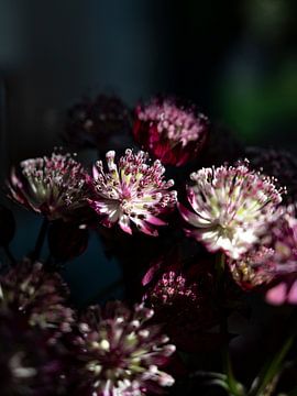 Zeeuws knoopje in donkere aubergine en groene kleuren - Winter en herfst natuur fotografie van Christa Stroo fotografie