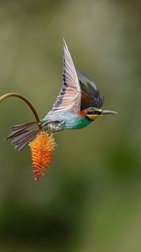 Bee-eater in flight by Wietse de Graaf