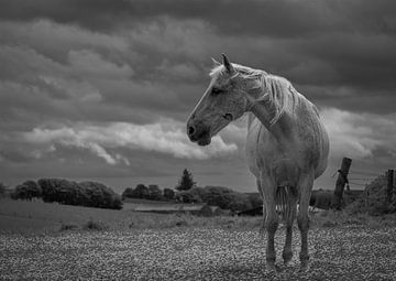 Weisses Pferd von Jan Eijk