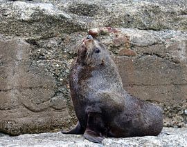 Neuseeländischer Seebär von Matthias Brix