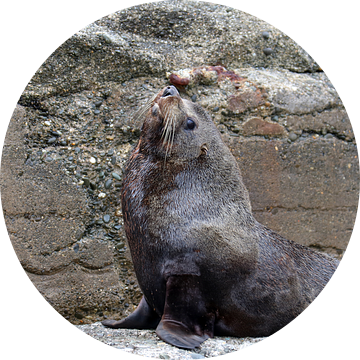 Nieuw-Zeelandse pelsrob