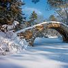 Brücke im winterlichen Wald von fernlichtsicht