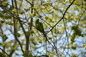 Collared parakeet between the blossoms