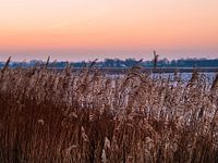 Korenveld bij zonsopgang
