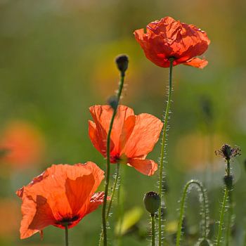 Mohn