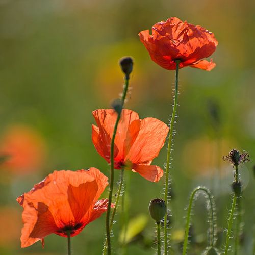 Coquelicots