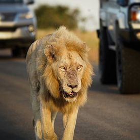 Casper de witte leeuw in Kruger National Park van Tom Zwerver