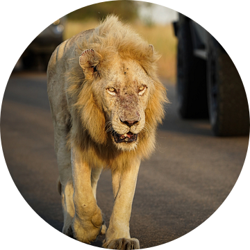 Casper de witte leeuw in Kruger National Park