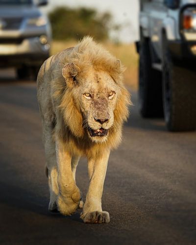 Casper the white lion in Kruger National Park
