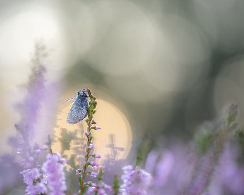 Embrace the shadows within ?