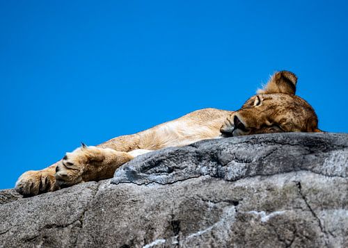 Sleeping lion cub