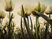 Witte Tulpen in 't Veld van Yvon van der Wijk thumbnail